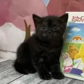 アメリカンショートヘア【愛知県・女の子・2026年2月18日・ブラックスモーク(予定)】の写真2