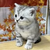 アメリカンショートヘア【愛知県・女の子・2025年10月2日・ブルーシルバーパッチドタビー(予定)】の写真2