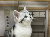 アメリカンショートヘア【愛知県・男の子・2024年11月5日・シルバータビー&ホワイト】の写真3「お行儀いいでしょ(笑)」