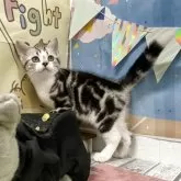 アメリカンショートヘア【愛知県・男の子・2025年7月14日・シルバータビー&ホワイト】の写真4「キャンドルテールも可愛いでしょ👀」