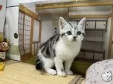 アメリカンショートヘア【愛知県・男の子・2024年11月5日・シルバータビー&ホワイト】の写真6