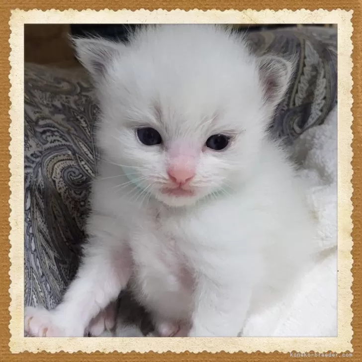 ID：2404-02531の子猫