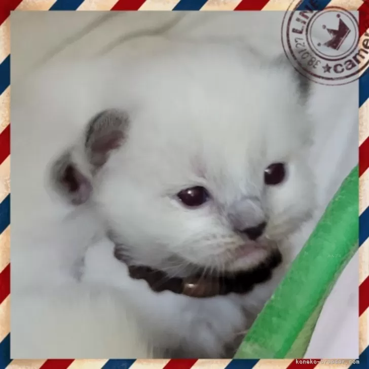 ID：2404-02534の子猫