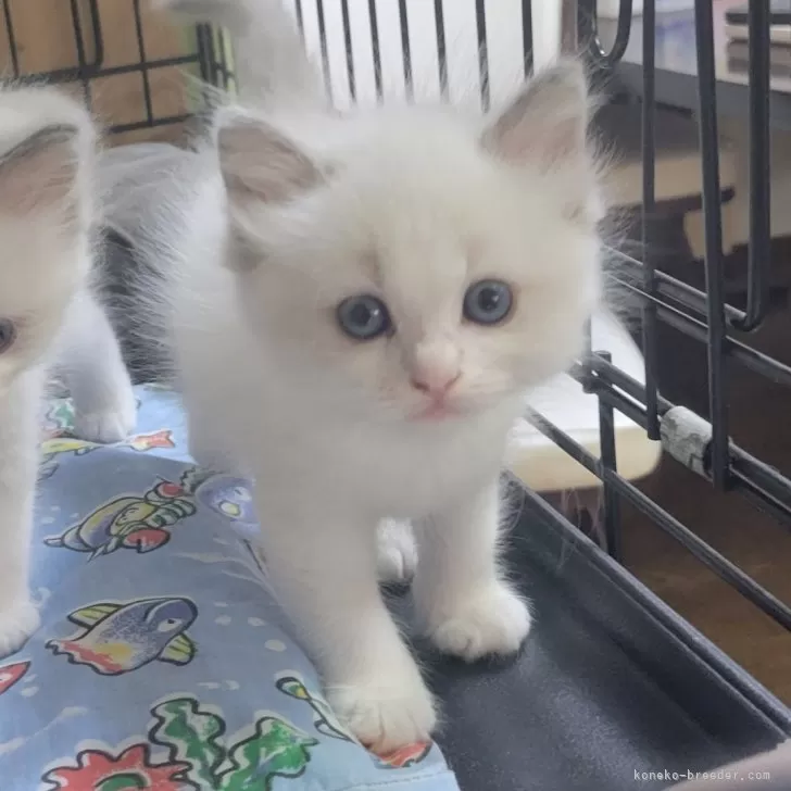 ID：2409-00752の子猫