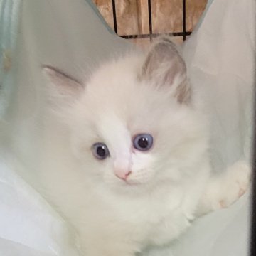ラグドール【栃木県・女の子・2024年8月12日・ブルーポイントバイカラー】の写真「優しいお顔の女の子美人さんです。」