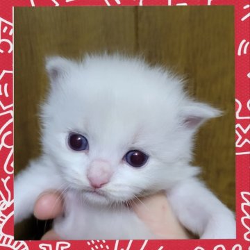 ラグドール【栃木県・女の子・2024年3月31日・ブルーポイント】の写真「ちょっと小さめでも元気一杯可愛い女の子」