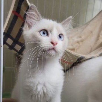 ラグドール【栃木県・女の子・2023年5月28日・ブルーポイント（ロング）】の写真「きれいなはちわれになりそうです。美人さんです」