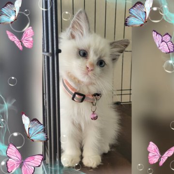 ラグドール【栃木県・女の子・2024年4月4日・ブルーポイント】の写真「幸運を呼ぶと言われているヘミングウェイキャットです」