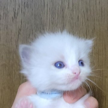 ラグドール【栃木県・男の子・2024年7月9日・ブルーポイントバイカラー】の写真「４兄妹の活発な男の子。両親共に人懐こいです。」