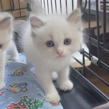 ラグドール【栃木県・男の子・2024年8月12日・ブルーポイントバイカラー】の写真「白くてふわふわ。イケメン君。」