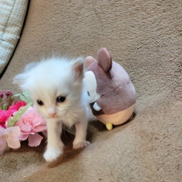 ラグドール【栃木県・女の子・2023年5月22日・ブルーポイント】の写真「ふわふわの可愛い女の子。元気にすくすく育ってます。」