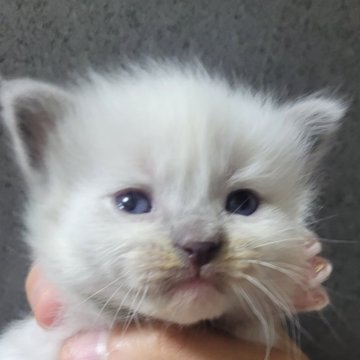 ラグドール【栃木県・男の子・2024年11月15日・ブルーポイントバイカラー】の写真「元気で活発な男の子ハナクロちゃんがチャームポイント」