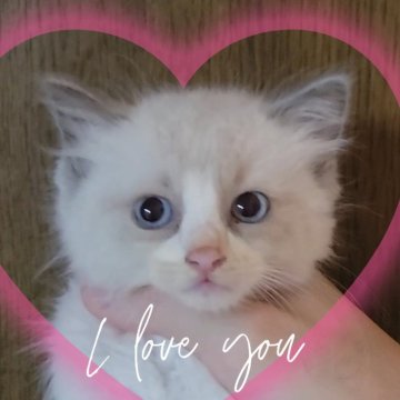 ラグドール【栃木県・女の子・2024年4月1日・ブルーポイント】の写真「フワフワモコモコちょっとたれ目ちゃん？」