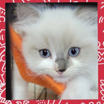 ラグドール【栃木県・男の子・2024年3月31日・ブルーポイント】の写真「３兄弟元気いっぱい。まんまるお顔の男の子。」