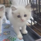 ラグドール【栃木県・男の子・2024年8月12日・ブルーポイントバイカラー】の写真1「まだまだママのおっぱいが大好きな元気な男の子です。」