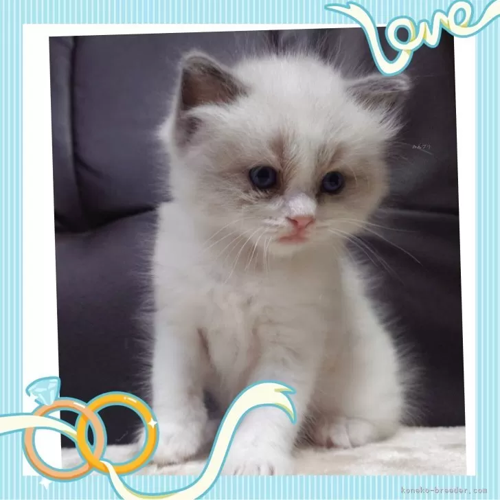 ラグドール【栃木県・男の子・2025年11月1日・ブルーポイントバイカラー】の写真1