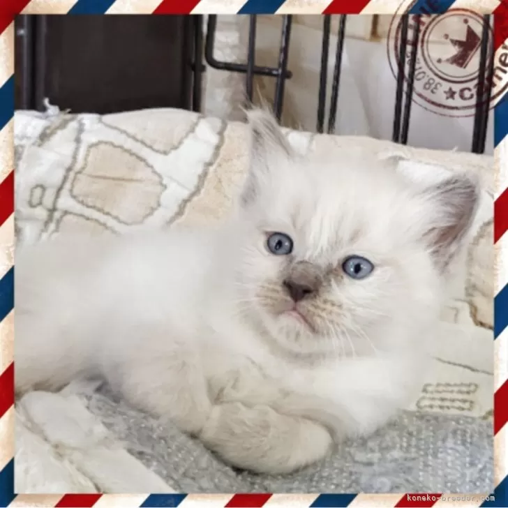 ラグドール【栃木県・男の子・2025年9月20日・ブルーポイント】の写真1