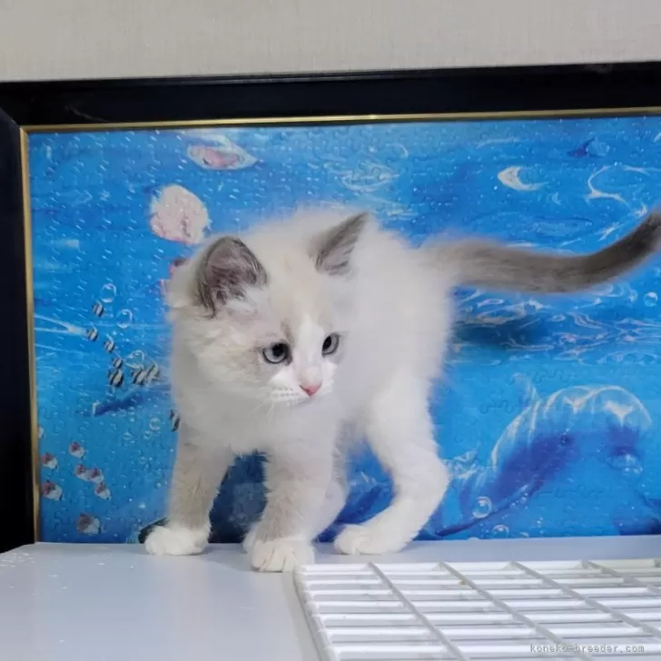 ID：2412-00676の子猫