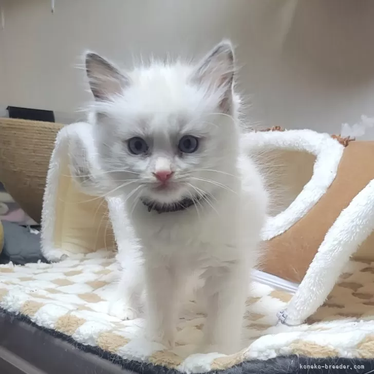 ID：2412-00671の子猫