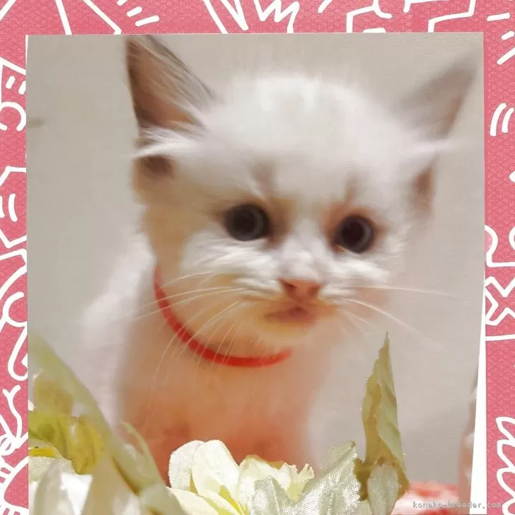 ラグドール【栃木県・女の子・2025年9月20日・ブルーポイントバイカラー】の写真1