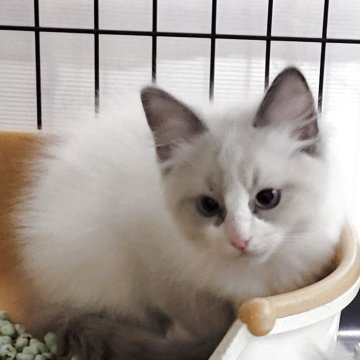 ラグドール【栃木県・男の子・2025年9月20日・ブルーポイントバイカラー】の写真「兄妹の中ではちょっと大きめしっかりした体格です」