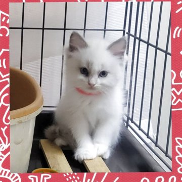 ラグドール【栃木県・女の子・2025年9月20日・ブルーポイントバイカラー】の写真「白フワちゃん３兄弟うだいではおっとりちゃん」