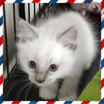 ラグドール【栃木県・男の子・2025年9月20日・ブルーポイント】の写真「キュウートな食いしん坊。前足靴下がチャームポイント」