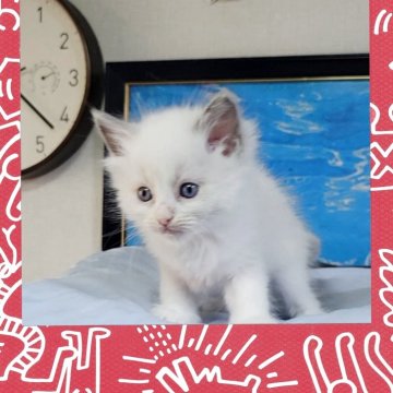 ラグドール【栃木県・女の子・2025年9月20日・ブルーポイントバイカラー】の写真「白フワちゃん3兄弟うだいではおっとりちゃん」