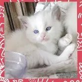 ラグドール【栃木県・女の子・2025年9月20日・ブルーポイントバイカラー】の写真2