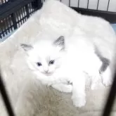 ラグドール【栃木県・男の子・2025年10月2日・ブルーポイント】の写真2