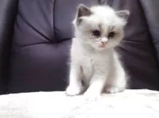 ラグドール【栃木県・男の子・2025年11月1日・ブルーポイントバイカラー】の写真3