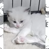 ラグドール【栃木県・男の子・2025年10月2日・ブルーポイント】の写真3