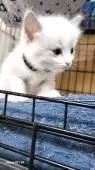 ラグドール【栃木県・男の子・2025年8月20日・ブルーポイント】の写真5