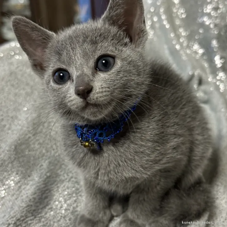 ID：2301-01650の子猫