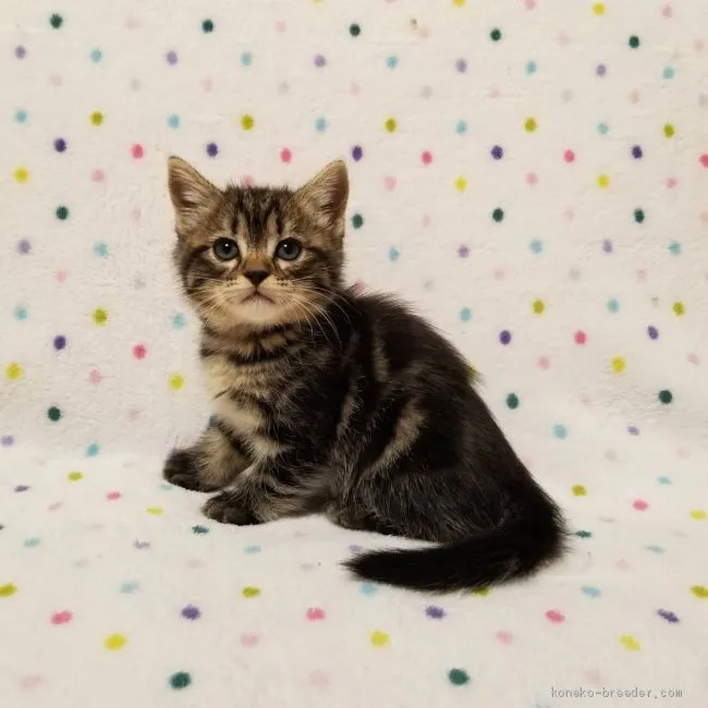 ID:1910-00637の子猫