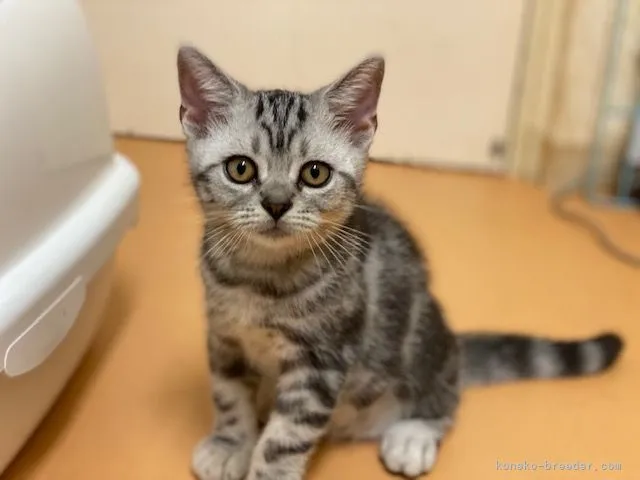 ID：2108-02498の子猫