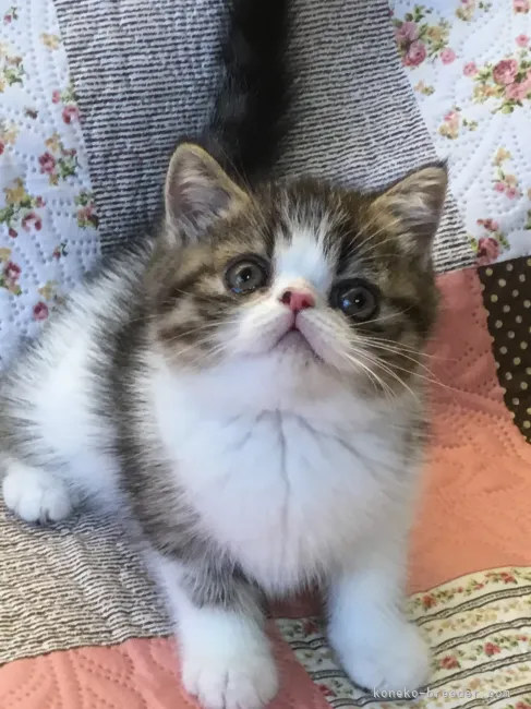 ID：2108-02493の子猫