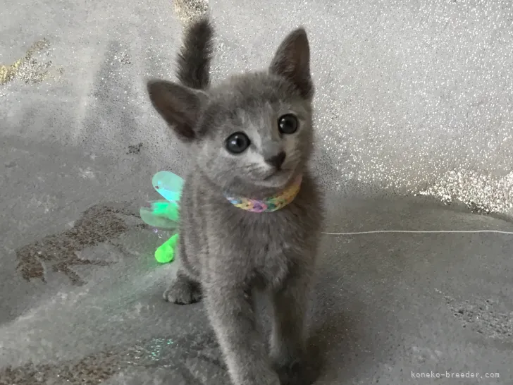 ID：2111-00944の子猫