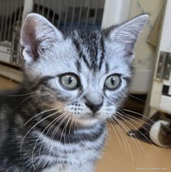 ID：2205-03219の子猫