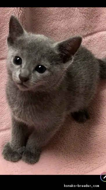 ぽち 様のお迎えした子猫