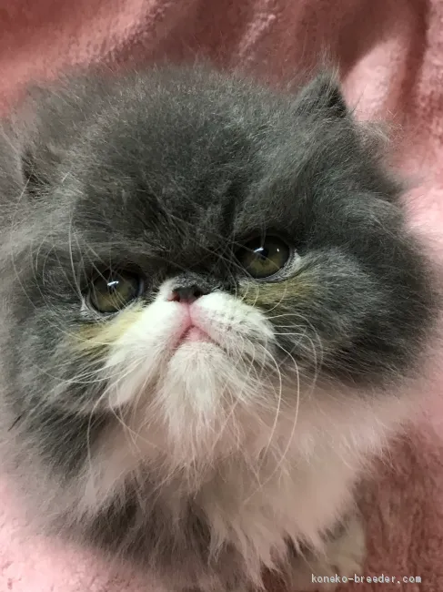 ID：1909-01030の子猫