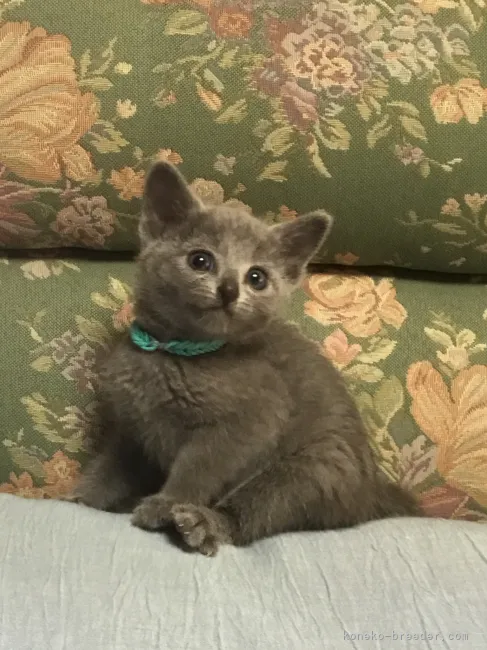 ID：2109-00881の子猫