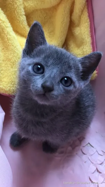 ID:2006-00210の子猫