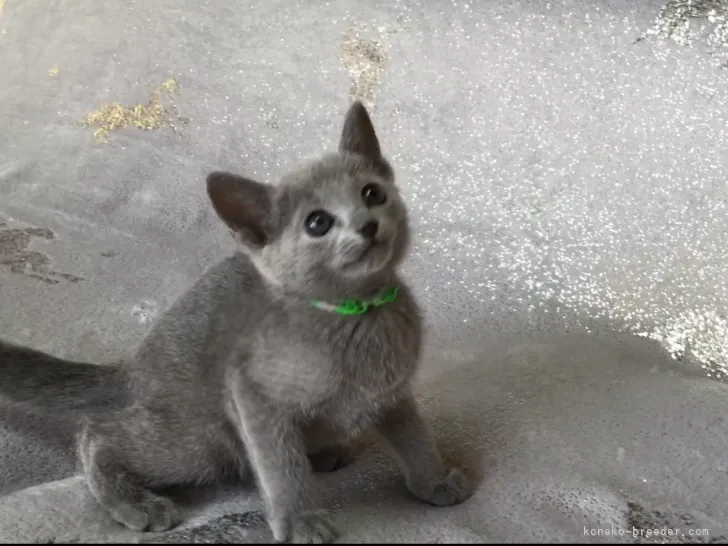 ID:2111-00947の子猫