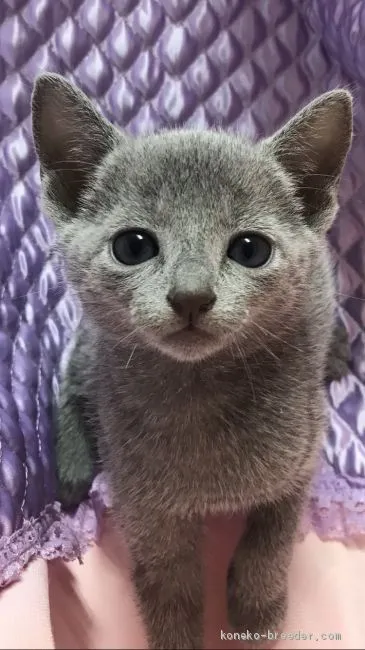 あのちゃん 様のお迎えした子猫