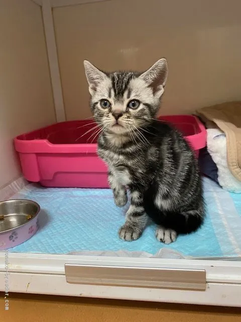 ID:2001-00476の子猫