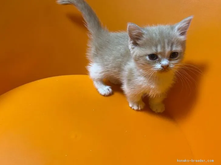 ID：2004-02208の子猫