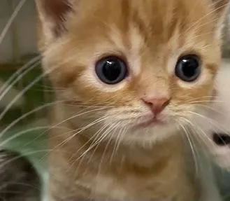 ID：2104-02260の子猫