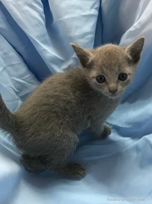 ID:1912-00558の子猫
