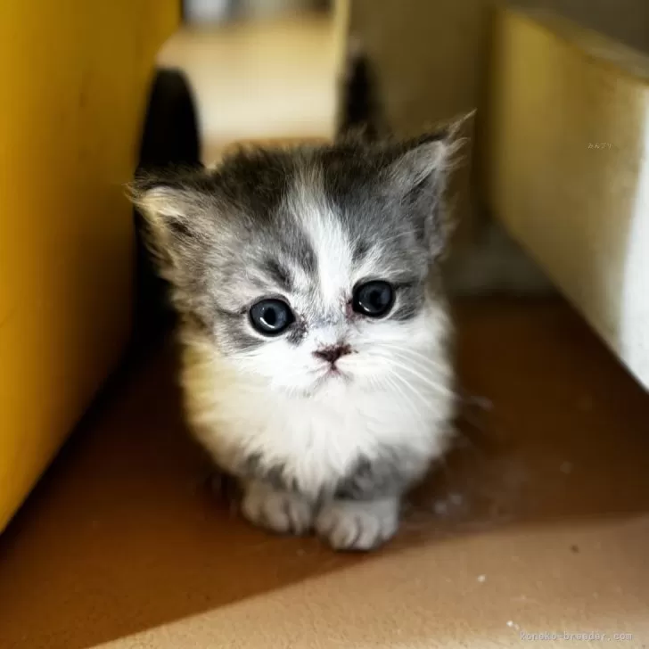 ID：2405-03751の子猫